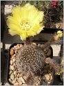 lobivia-haematantha-var-rebutioides-05