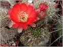 lobivia-haematantha-var-rebutioides-06