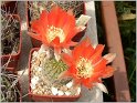 lobivia-haematantha-var-rebutioides-07