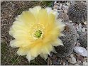 lobivia-haematantha-var-rebutioides-08