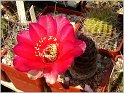 lobivia-haematantha-var-rebutioides-09