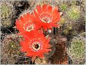 lobivia-haematantha-var-rebutioides-10