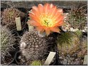 lobivia-haematantha-var-rebutioides-11