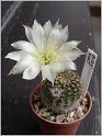 lobivia-haematantha-var-rebutioides-12