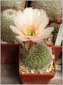 lobivia-haematantha-var-rebutioides-13