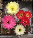 lobivia-haematantha-var-rebutioides-14