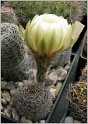 lobivia-haematantha-var-rebutioides-15
