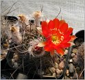 lobivia-haematantha-var-viridis-2
