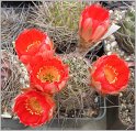 lobivia-haematantha-var-viridis