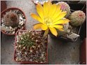 lobivia-hertrichiana-f-huanoquite-kz157-01