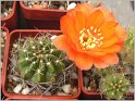 lobivia-hertrichiana-f-huanoquite-kz157-02