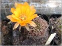 lobivia-hertrichiana-f-huanoquite-kz157-03