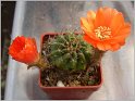 lobivia-hertrichiana-f-huanoquite-kz157-04