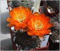 lobivia-hertrichiana-f-huanoquite-kz157-05