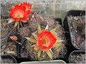 lobivia-hertrichiana-f-incaica01