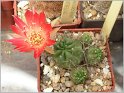 lobivia-hertrichiana-f-incaica02
