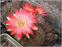 lobivia-hertrichiana-f-incaica03