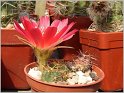 lobivia-hertrichiana-f-minuta