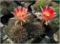 lobivia-hertrichiana-f-vilcabambae