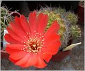 lobivia-hertrichiana-var-aui