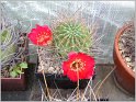 lobivia-hertrichiana-var-simplex