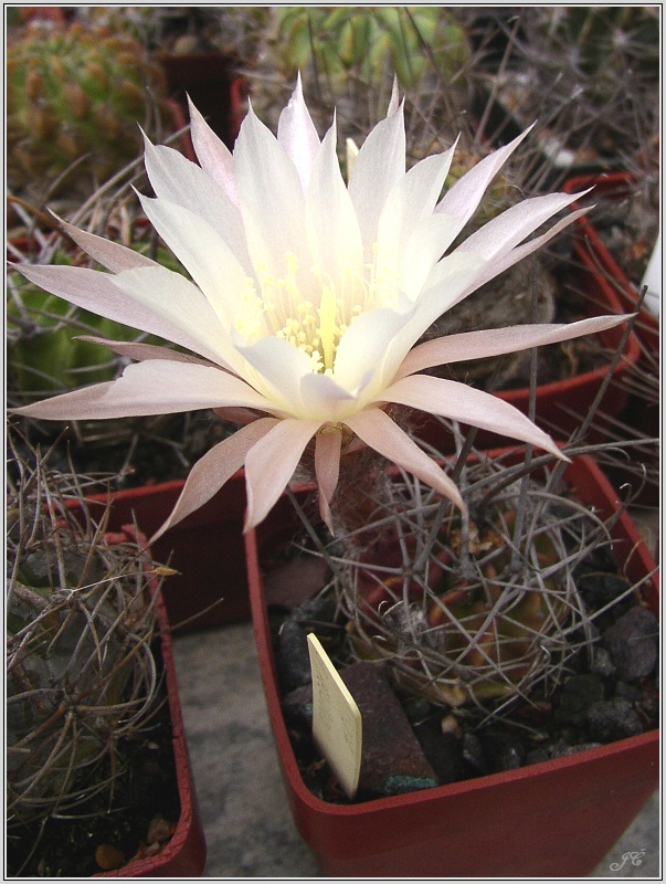 lobivia-hybrid-08.jpg