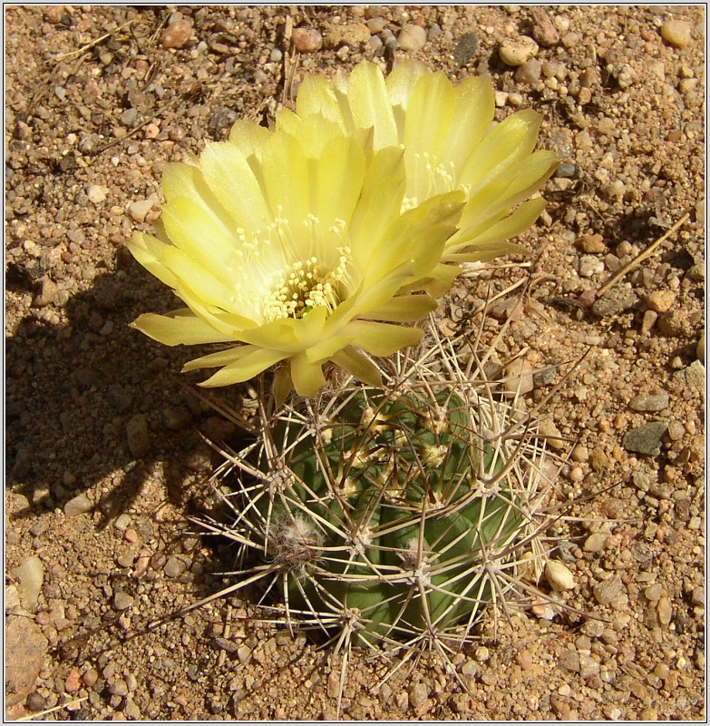 lobivia-lateritia-f-cintiensis-1.jpg