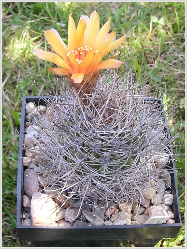 lobivia-lateritia-f-cintiensis-2.jpg