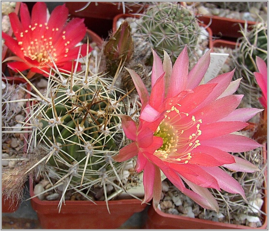 lobivia-lateritia-var-cotagaitensis-wr674.jpg