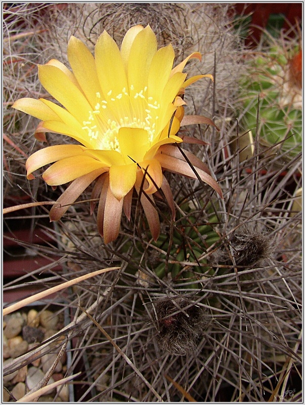lobivia-lateritia-var-kupperiana-1.jpg