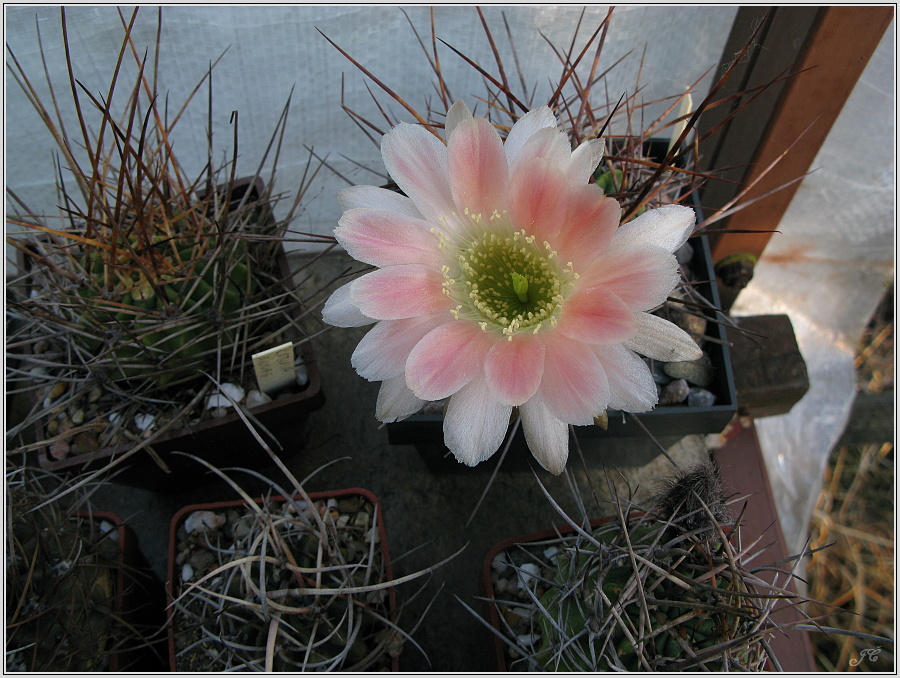 lobivia-lateritia-var-kupperiana-f-horrida-3.JPG