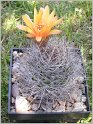 lobivia-lateritia-f-cintiensis-2