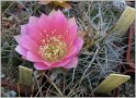 lobivia-lateritia-var-cotagaitensis-wr674-2