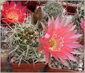 lobivia-lateritia-var-cotagaitensis-wr674