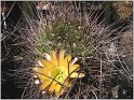 lobivia-lateritia-var-kupperiana-3
