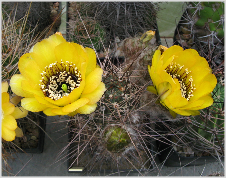 lobivia-marsoneri-f-rubescens-2.JPG