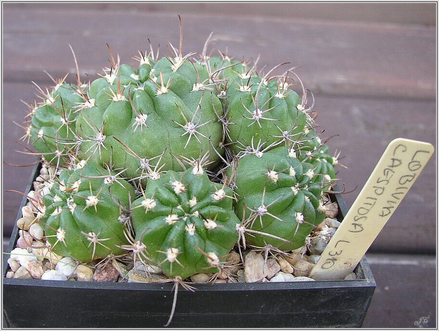 lobivia-maximiliana-var-caespitosa-l310.jpg