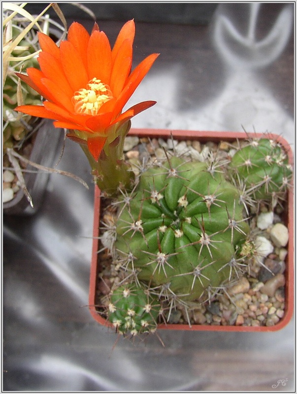 lobivia-maximiliana-var-durispina-wr204.jpg