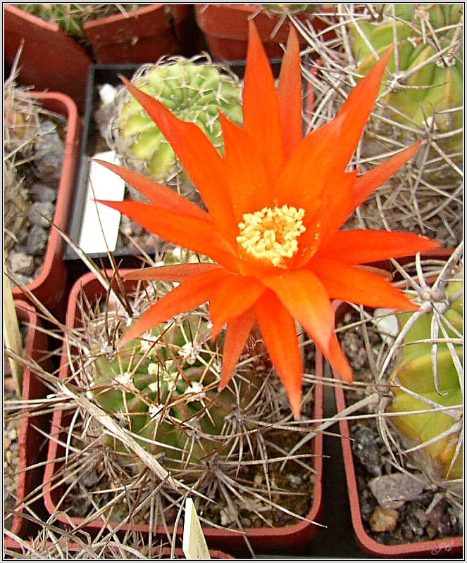 lobivia-maximiliana-var-hermanniana-wr203.jpg