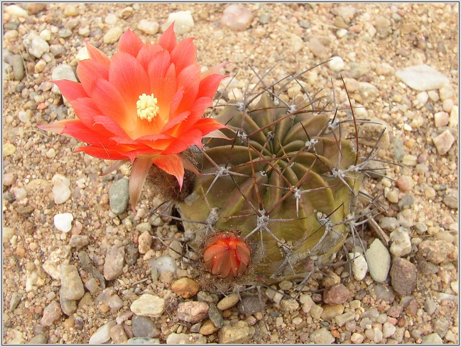 lobivia-maximiliana-var-sicuaniensis-2.jpg
