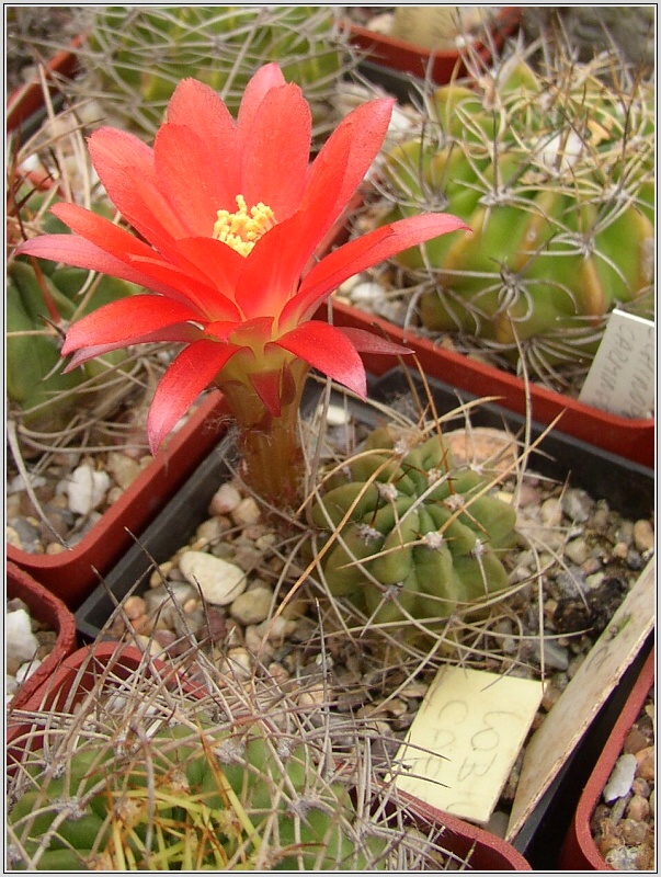 lobivia-maxmiliana-var-caespitosa-1.jpg
