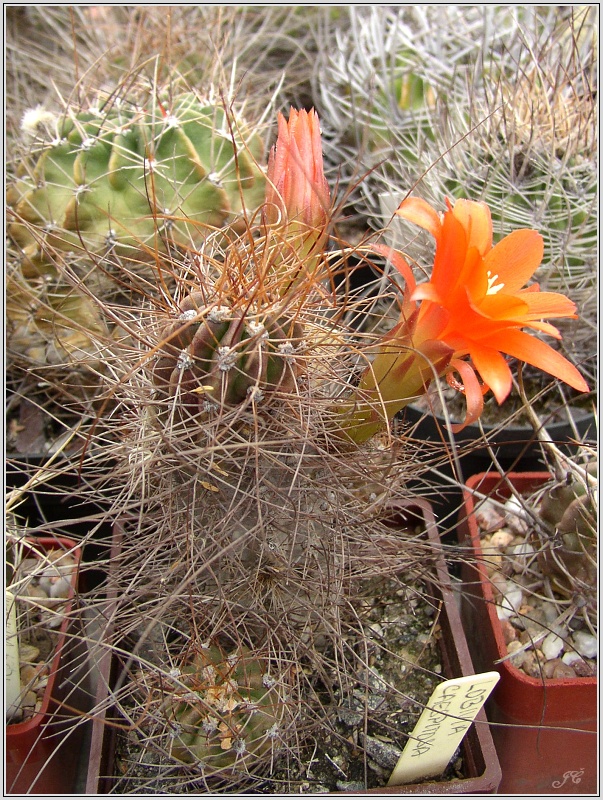 lobivia-maxmiliana-var-caespitosa-2.jpg