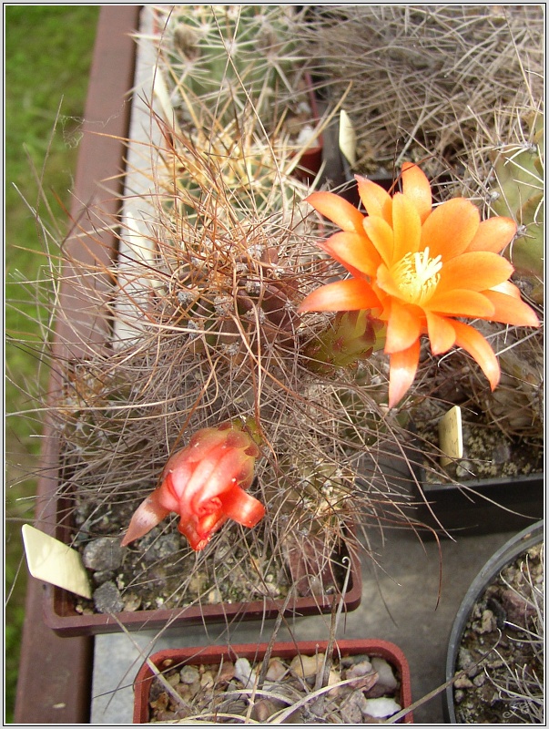 lobivia-maxmiliana-var-caespitosa-3.jpg