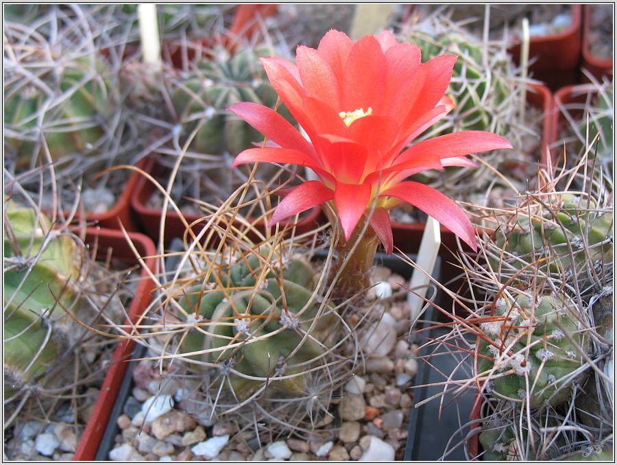 lobivia-maxmiliana-var-caespitosa-4.JPG
