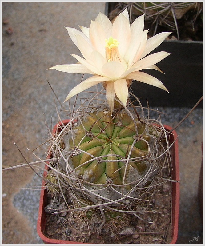 lobivia-maxmiliana-var-corbula-2.jpg