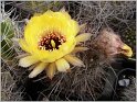 lobivia-marsoneri-f-rubescens
