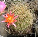 lobivia-maximiliana-kk437-aureosenilis