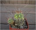 lobivia-maximiliana-var-caespitosa-kk811