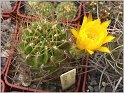 lobivia-maximiliana-var-charazanensis