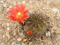 lobivia-maximiliana-var-sicuaniensis-2